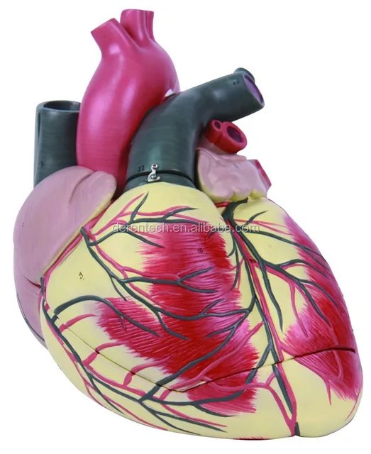 human heart model, enlarged heart model ,giant heart model
