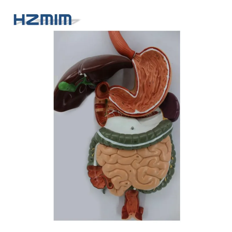 Digestive system model 3.jpg
