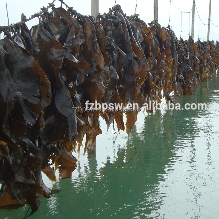 laminaria japonica powder / kelp powder for shrimp feed fish