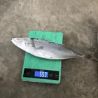 Delicious Block BQF mackerel and fish seafood frozen indian mackerel