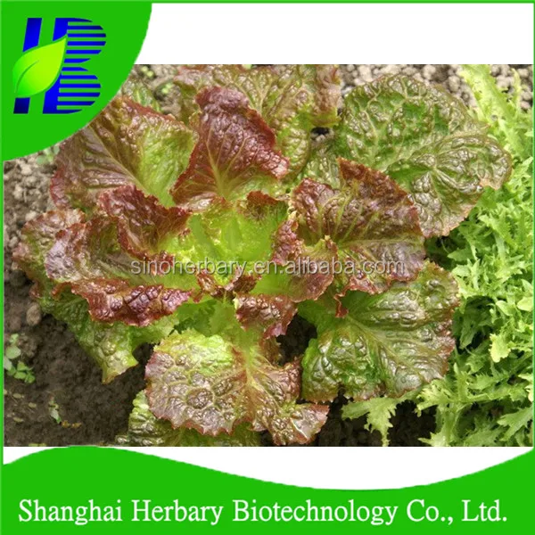 red lettuce seed