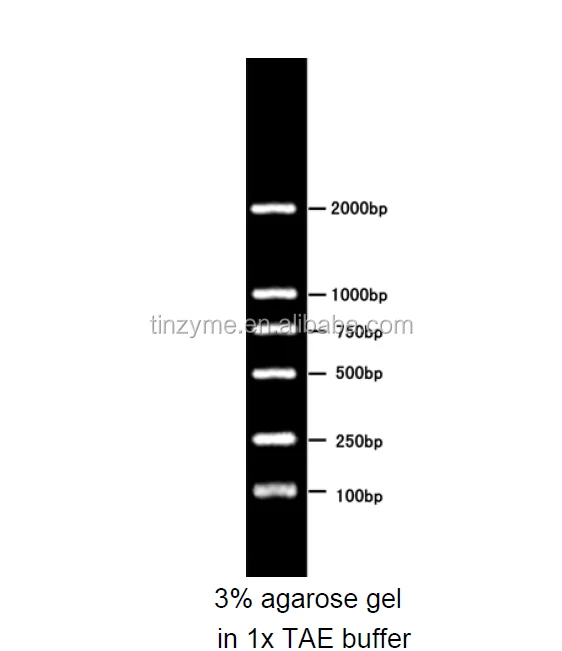 6 bandes DL2000 Marqueur D'ADN des 2000bp 1000bp 750bp 500bp et 250 bp