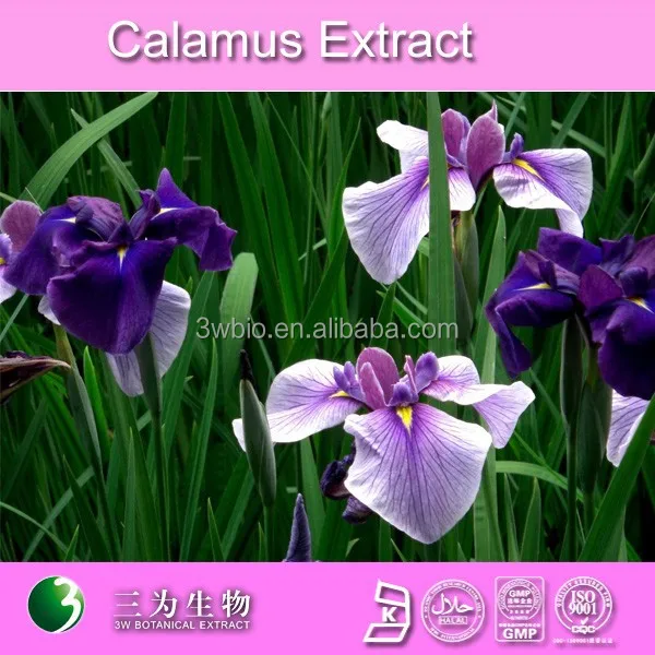 china calamus root
