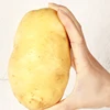 /product-detail/halal-gap-2018-newest-fresh-potatoes-2019-potato-holland-potatoes-seed-exporters-62182932775.html