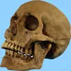 /product-detail/hot-sale-resin-custom-halloween-skull-60044155806.html