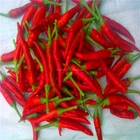Export to USA red and green Dried hot chilli pepper