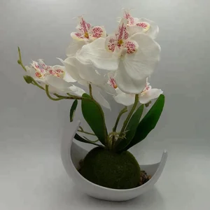 orchid flower price