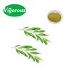 Organic high quality Olive Leaf Extract Olea europaea L powder