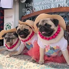 New Fashion Wholesale Free Shipping Cotton Dog Blank T Shirt Pet Summer Clothes Custom Dog Shirts
