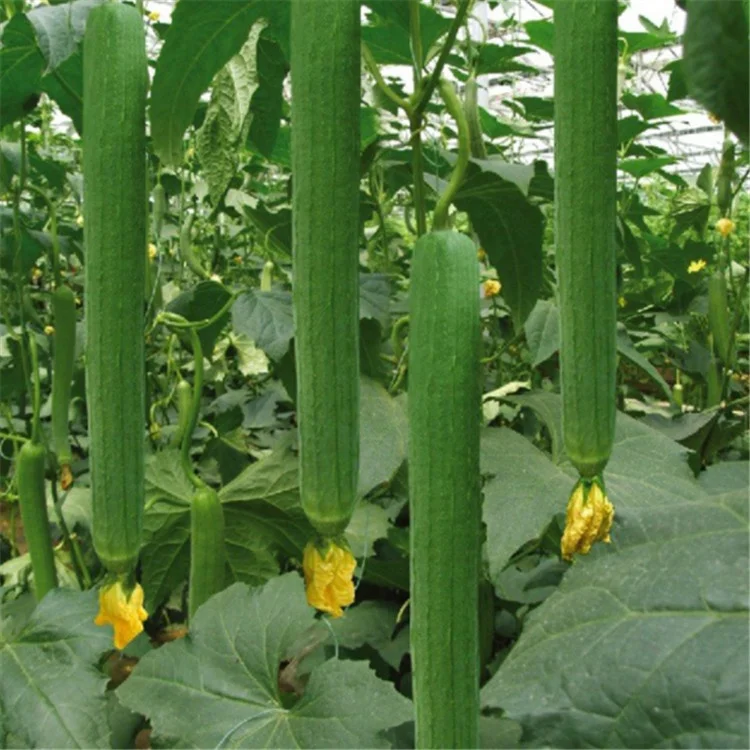 hybrid f1 towel gourd seeds/luffa seeds/loofah seeds for growing