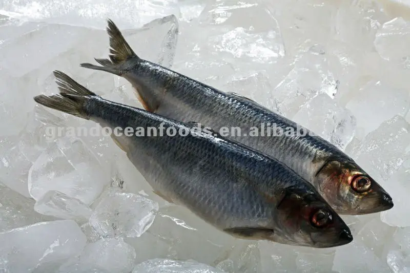 china frozen fish fillets