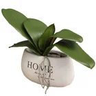 Gifts Shininglife Brand Phalaenopsis Wedding Gifts For Guests Moringa Leaves For Malaysia