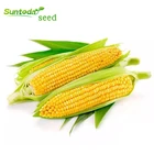 Heat tolerant high yield bulk indian yellow sweet corn sweet corn seeds