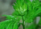 Best quality factory supply artemesia leaves 98% artemisinin artemisia annua extract