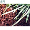 /product-detail/best-non-toxic-colored-epdm-rubber-mulch-for-sale-60568159556.html
