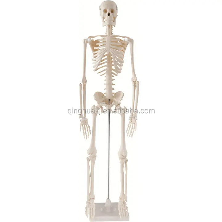 Yüksek kaliteli 85 cm plastik insan iskelet modeli için model beyin