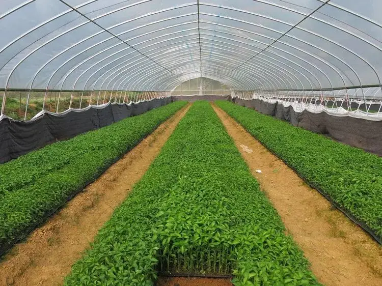 2020 high quality cheap plastic cover multi-span agricultural greenhouse plastic film