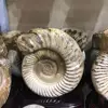 Cheap natural madagascar large decorative fossil ammonite