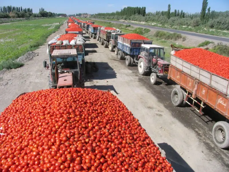 tomato.jpg