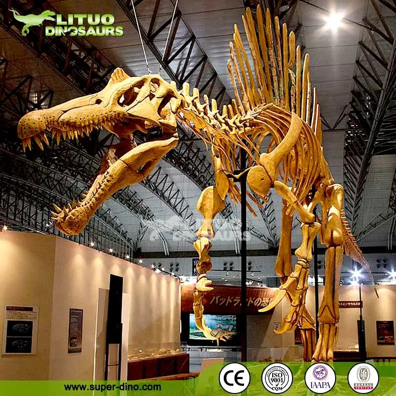 Museum Display of Spinosaurus Dinosaur Skeleton, View Spinosaurus