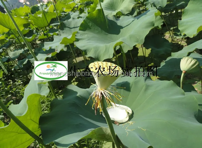 nelumbo nucifera gaertn lotus nut lotus seeds