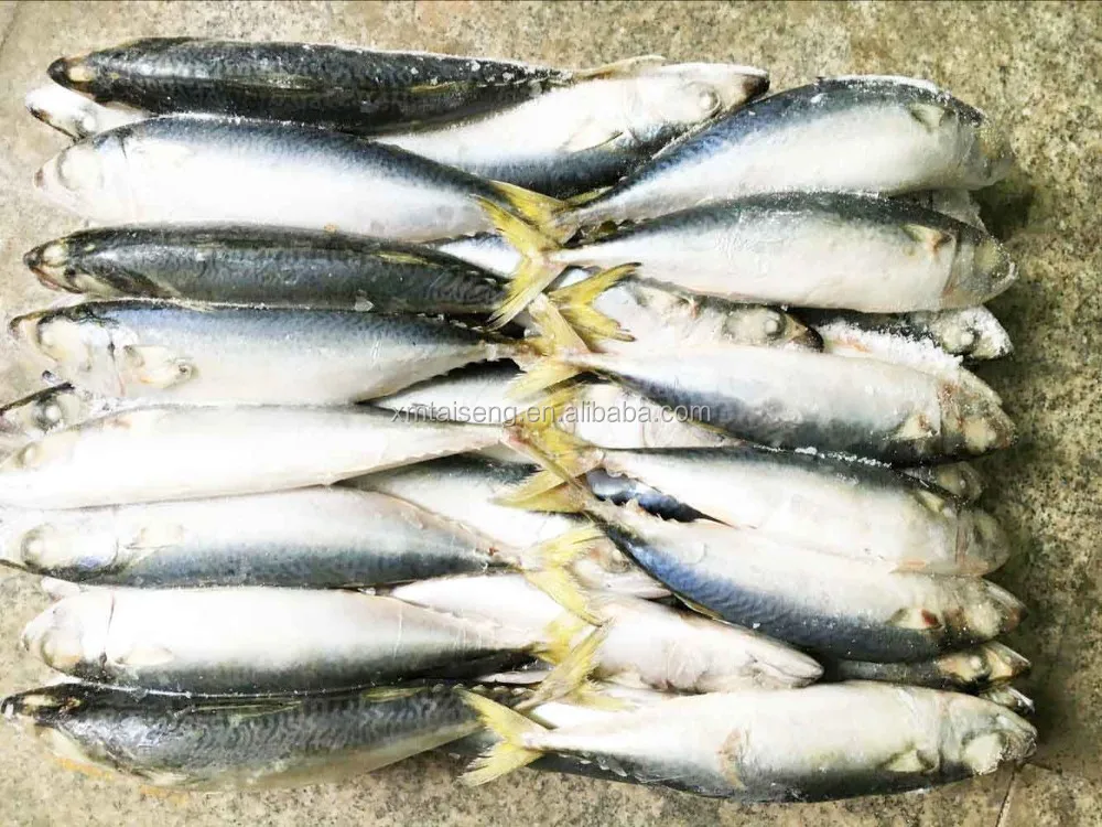 mackerel (9).jpg