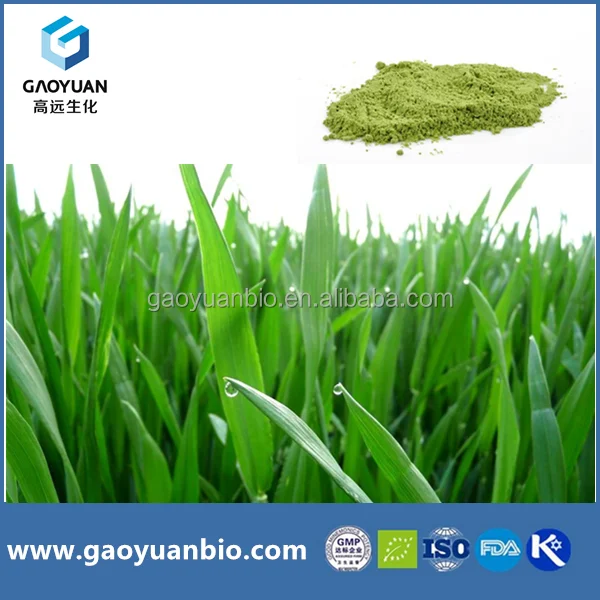 top quality green barely grass powder barley powder best water