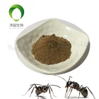Black Ant Extract Sex Enhancement Powdered Black Ant Extract