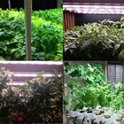 China manufacturer t8 intergrated tubes full spectrum hydroponics red blue 4:1 led grow lights for vertical farming