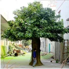 hot sale live ficus tree large outdoor artificial trees