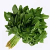 /product-detail/chinese-organic-early-mature-green-amaranth-vegetable-seeds-for-planting-62048453493.html