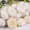 Fresh pure white garlic