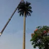 Artificial Camouflaged Palm Tree Telecommunication Tower/Camouflage poles