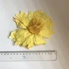 chinese popular natural eatable flower lotus dried