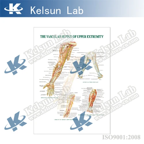 musculature   i     3d art no.: 50160.14 size:735x535mm