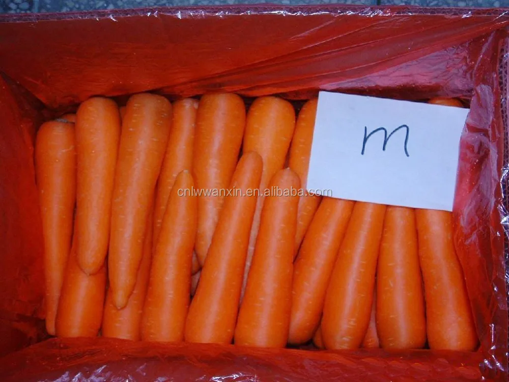 new fresh carrot