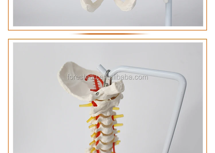 14 spine model.jpg