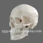 classic human skull model, 3 parts, natural size, with seperated teeth
