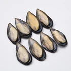 New Season 30-40PCS/KG Frozen Half Shell Mussel