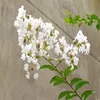 Black end Swallowwort Root Extract
