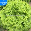 /product-detail/kingshire-coral-green-lettuce-seed-60751537860.html