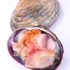 Frozen new products Shellfish purple washington clam