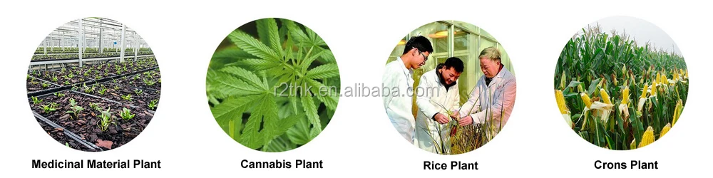 Plant