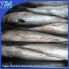 frozen grey mullet fish without roe 1000g up new stock