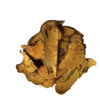 polygonum cuspidatum