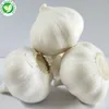 Haccp certificate wholesale fresh pure white garlic