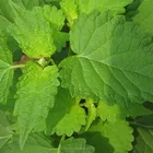 good scent strengthen the wooden perfume flavor patchouli oil