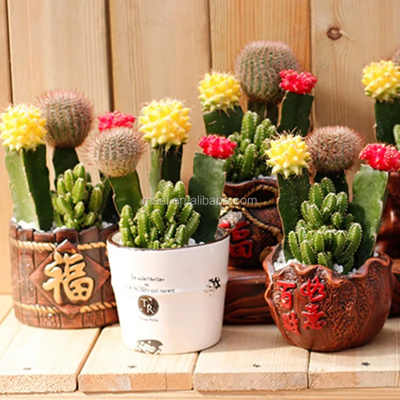 mini office desk plants cactus - buy natual cactus,colorful cactus mini office desk plants cactus - buy natual cactus,colorful cactus