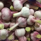 white fresh garlic with high quality & great specifications