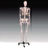 /product-detail/anatomical-medical-human-skeleton-model-60288902831.html